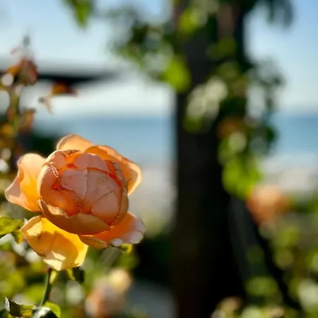 Luxury Coastal Dreams Apartamento