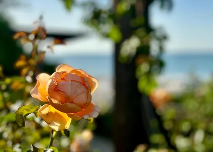 Luxury Coastal Dreams Lägenhet